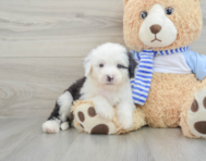 7 week old Mini Sheepadoodle Puppy For Sale - Lone Star Pups