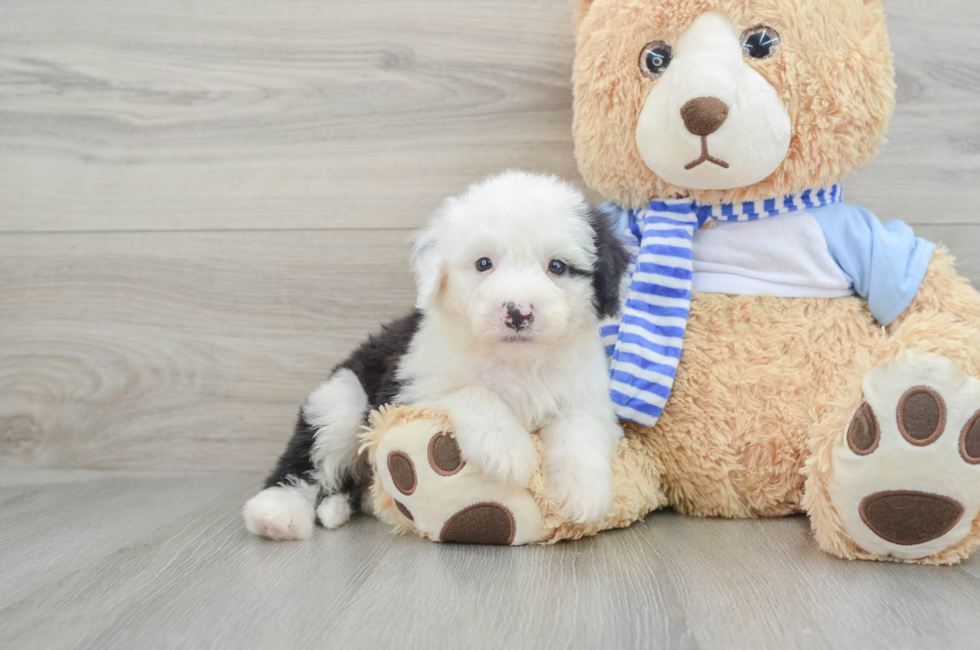 7 week old Mini Sheepadoodle Puppy For Sale - Lone Star Pups