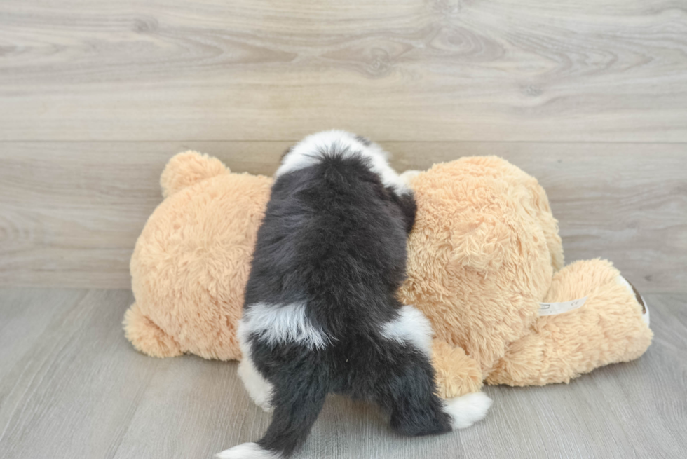 Petite Mini Sheepadoodle Poodle Mix Pup