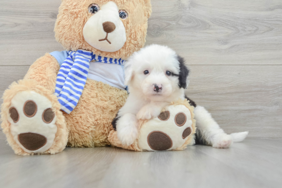 Mini Sheepadoodle Pup Being Cute