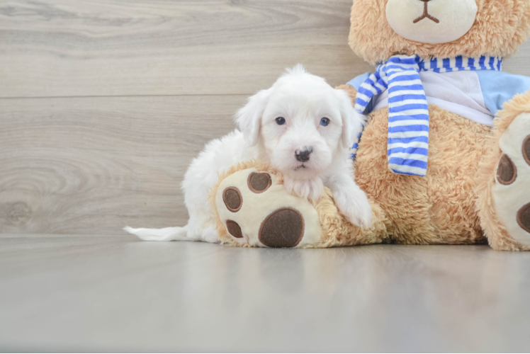 Small Mini Sheepadoodle Baby