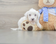 6 week old Mini Sheepadoodle Puppy For Sale - Lone Star Pups