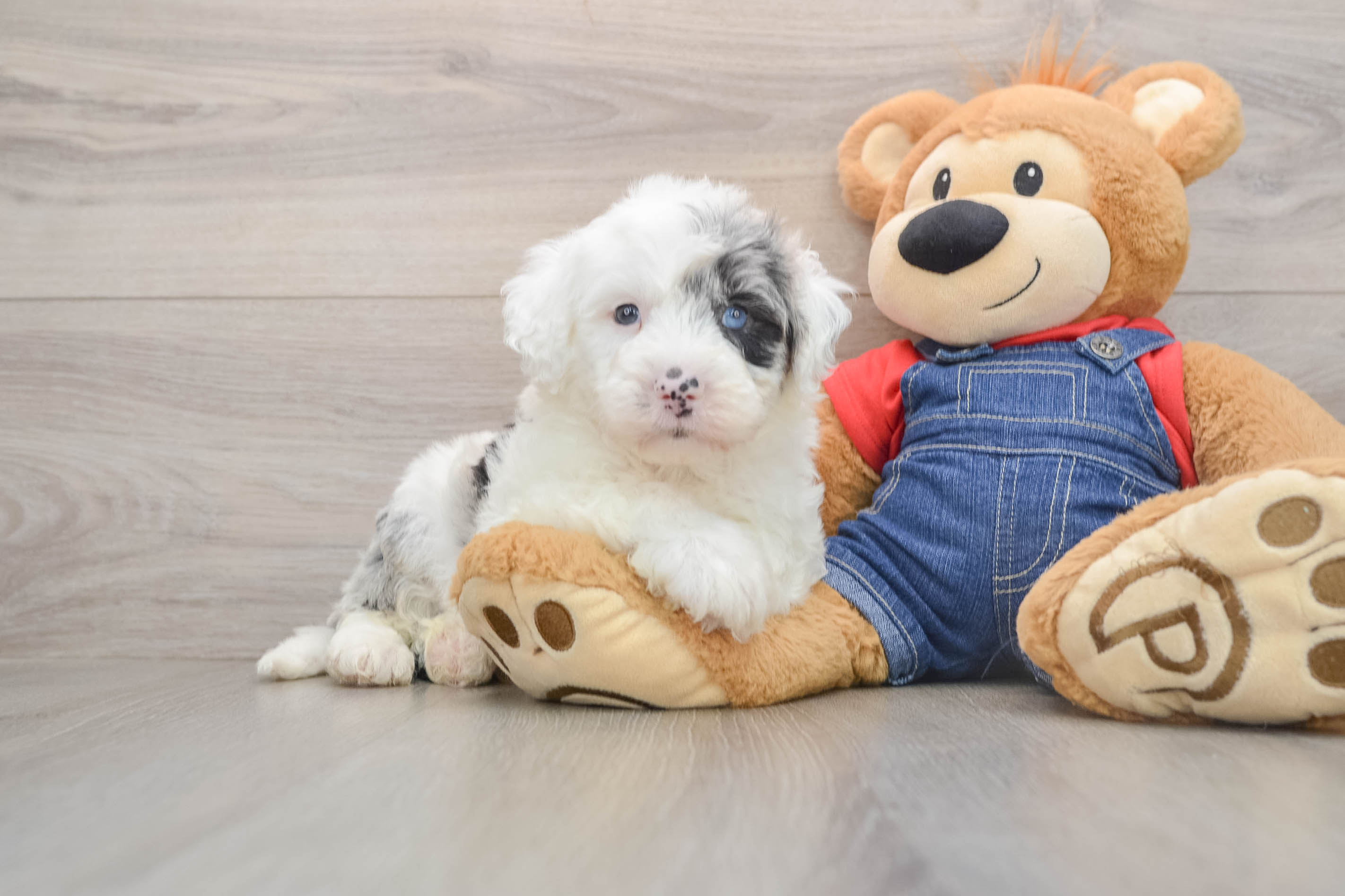 Funny Mini Sheepadoodle Poodle Mix Pup