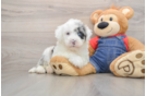 Funny Mini Sheepadoodle Poodle Mix Pup