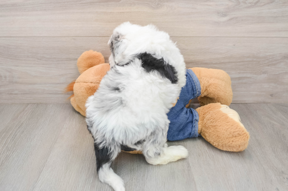 Mini Sheepadoodle Puppy for Adoption