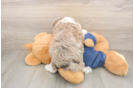 Adorable Sheep a Poo Poodle Mix Puppy