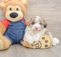 5 week old Mini Sheepadoodle Puppy For Sale - Lone Star Pups