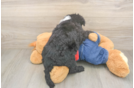 Little Sheeppoo Poodle Mix Puppy