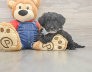 5 week old Mini Sheepadoodle Puppy For Sale - Lone Star Pups
