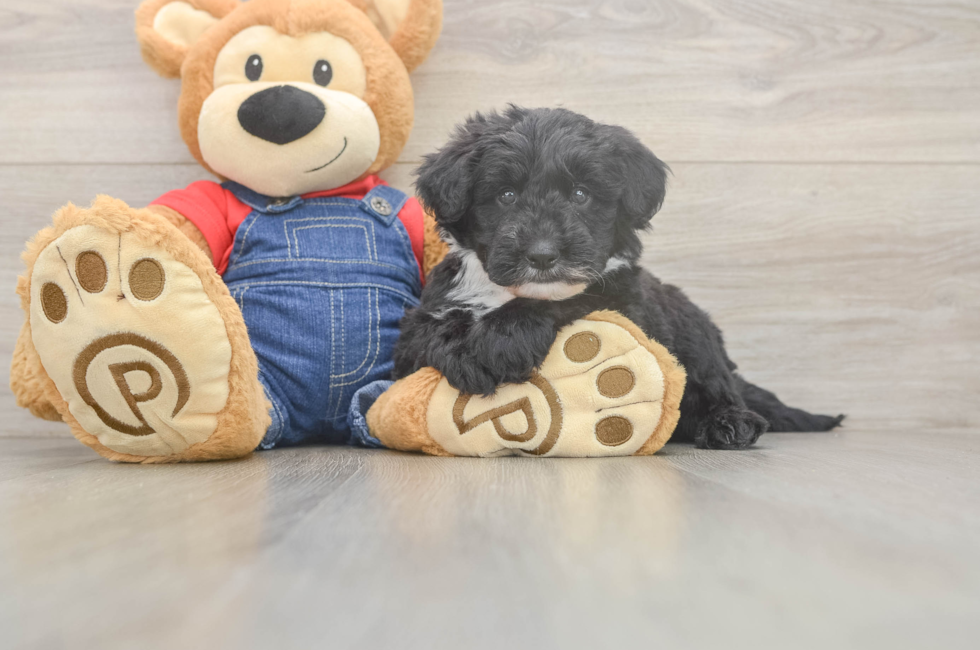 5 week old Mini Sheepadoodle Puppy For Sale - Lone Star Pups