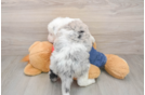 Mini Sheepadoodle Pup Being Cute