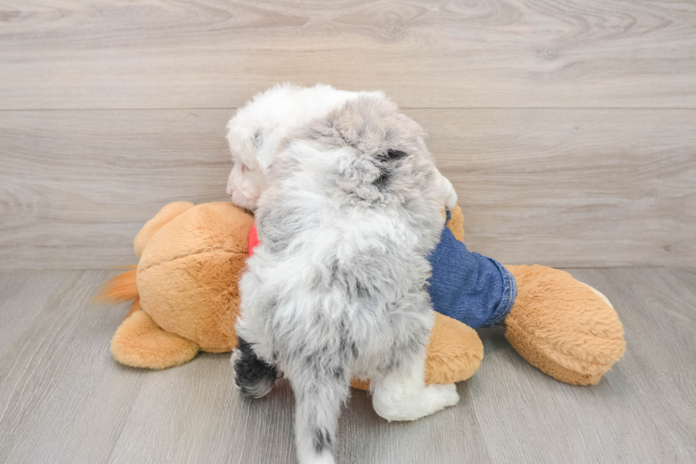 Mini Sheepadoodle Pup Being Cute