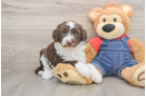 Best Mini Sheepadoodle Baby
