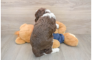 Mini Sheepadoodle Puppy for Adoption