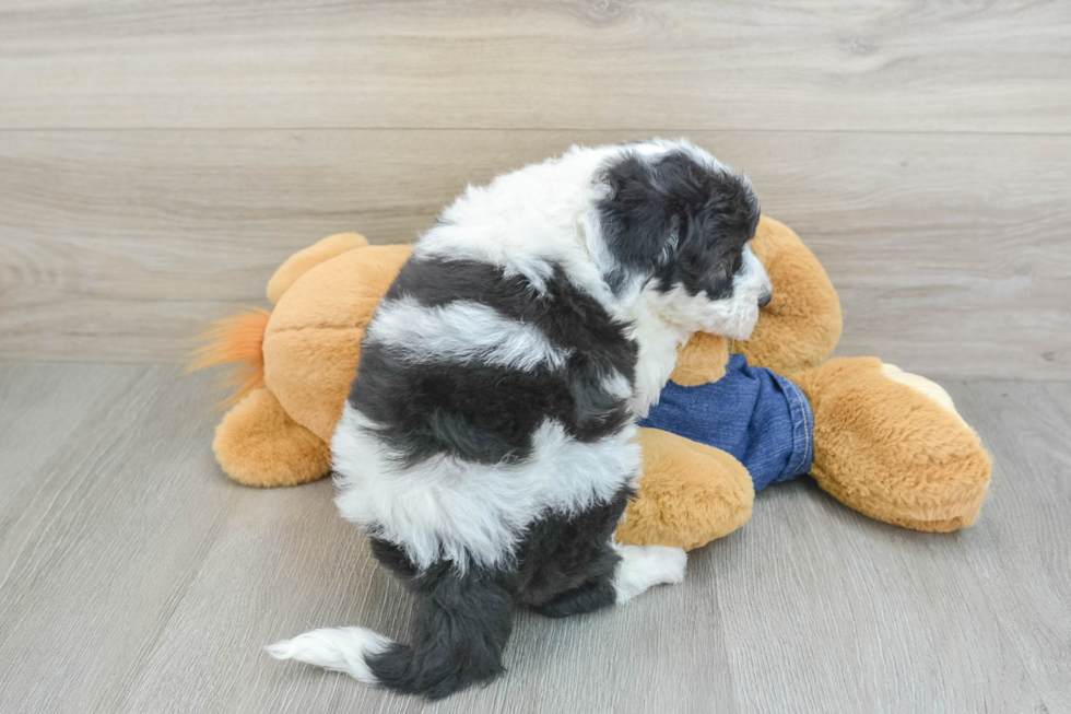 Sweet Mini Sheepadoodle Baby