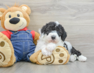 6 week old Mini Sheepadoodle Puppy For Sale - Lone Star Pups