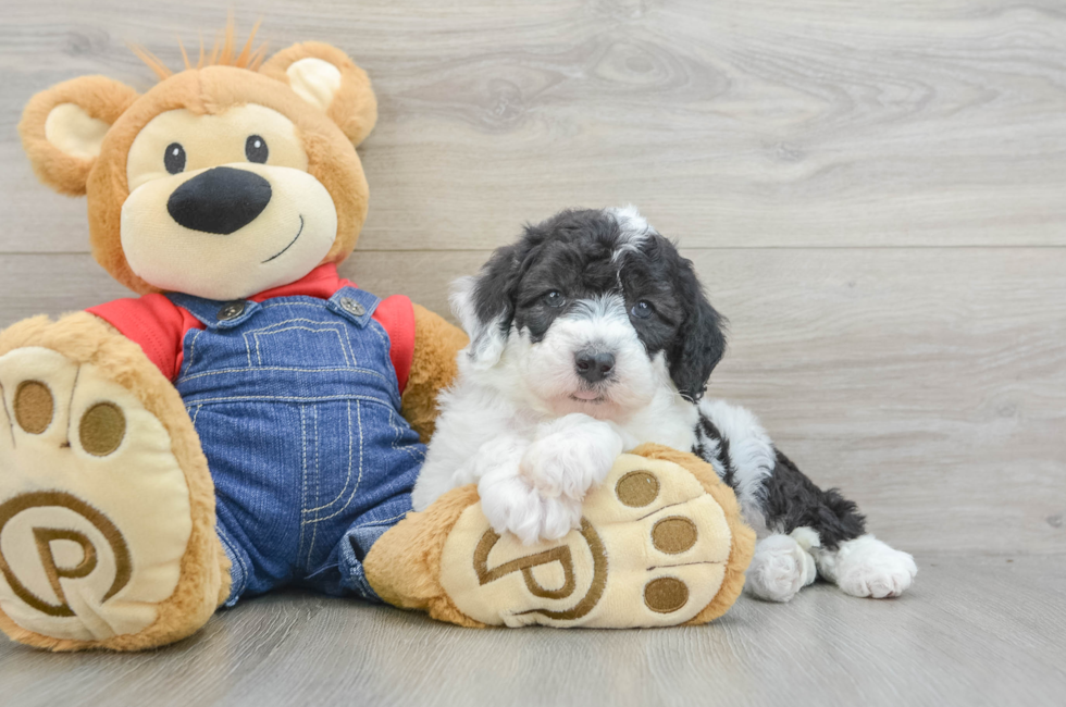 5 week old Mini Sheepadoodle Puppy For Sale - Lone Star Pups