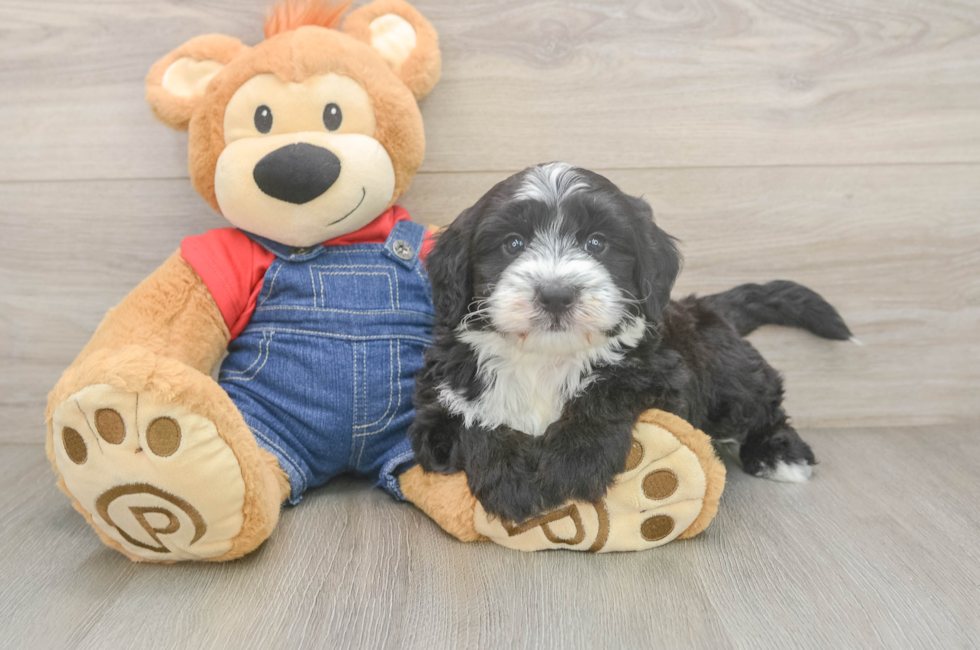 6 week old Mini Sheepadoodle Puppy For Sale - Lone Star Pups