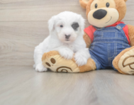 5 week old Mini Sheepadoodle Puppy For Sale - Lone Star Pups