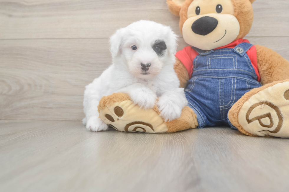 5 week old Mini Sheepadoodle Puppy For Sale - Lone Star Pups