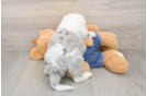 Hypoallergenic Sheep a Poo Poodle Mix Puppy