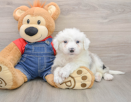 8 week old Mini Sheepadoodle Puppy For Sale - Lone Star Pups