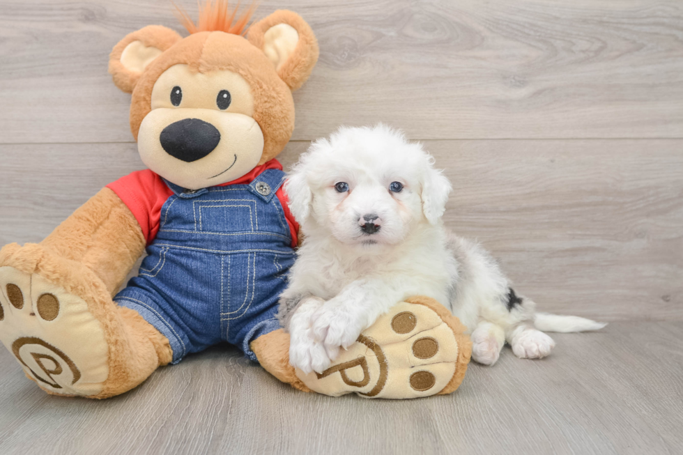 Mini Sheepadoodle Puppy for Adoption