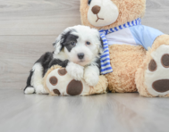 6 week old Mini Sheepadoodle Puppy For Sale - Lone Star Pups