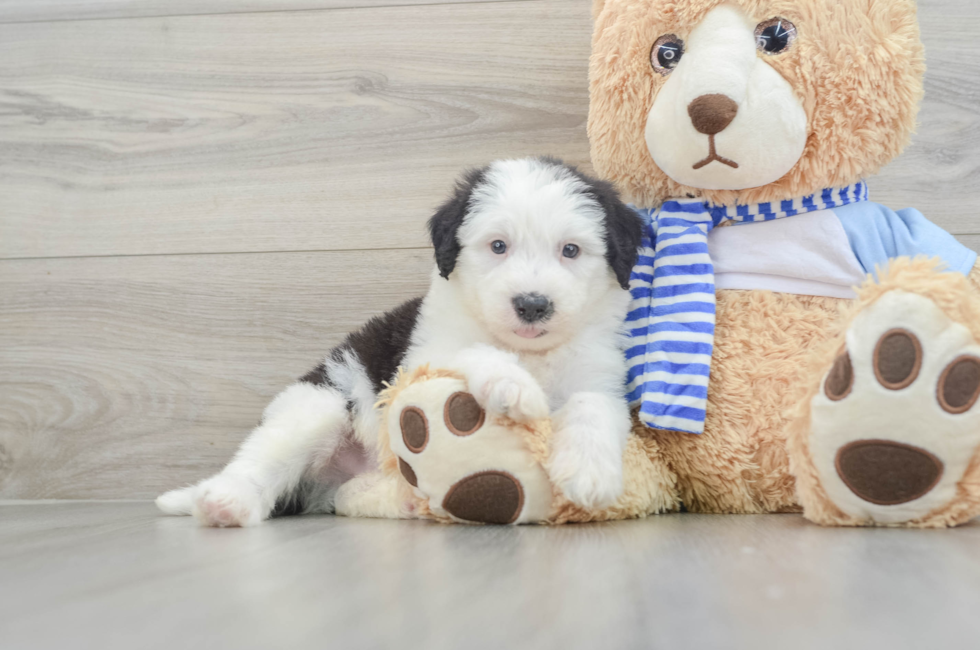 7 week old Mini Sheepadoodle Puppy For Sale - Lone Star Pups