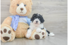 Mini Sheepadoodle Puppy for Adoption