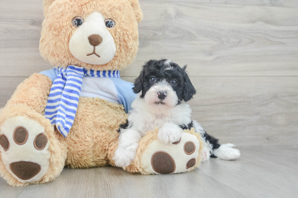 8 week old Mini Sheepadoodle Puppy For Sale - Lone Star Pups