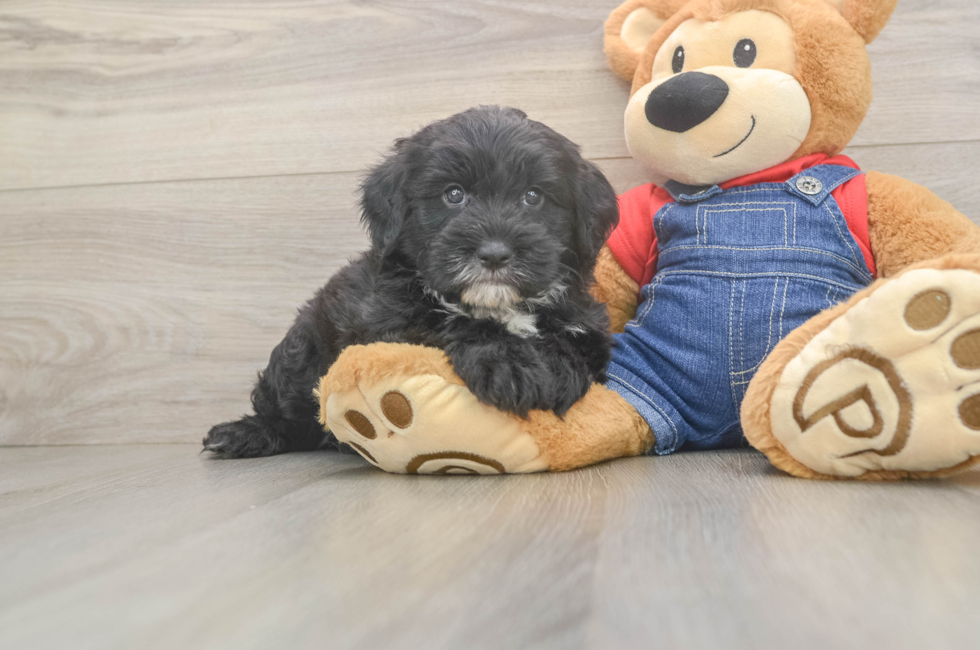 6 week old Mini Sheepadoodle Puppy For Sale - Lone Star Pups