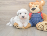 5 week old Mini Sheepadoodle Puppy For Sale - Lone Star Pups