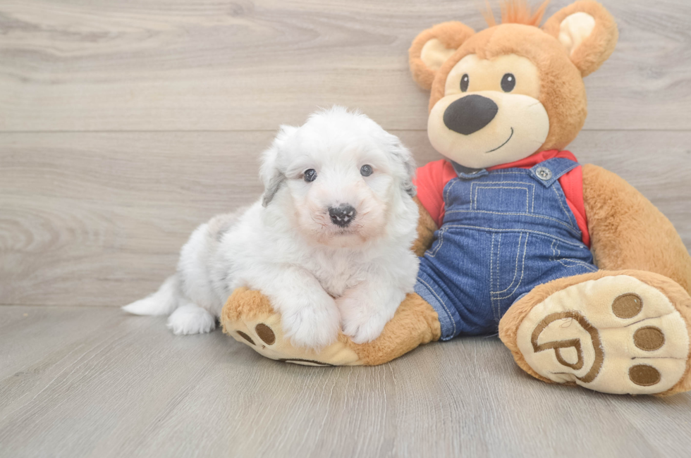5 week old Mini Sheepadoodle Puppy For Sale - Lone Star Pups