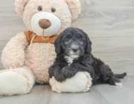 7 week old Mini Sheepadoodle Puppy For Sale - Lone Star Pups