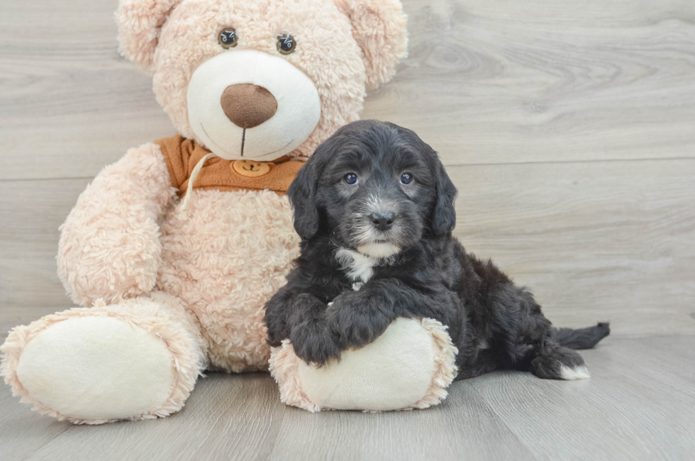 7 week old Mini Sheepadoodle Puppy For Sale - Lone Star Pups