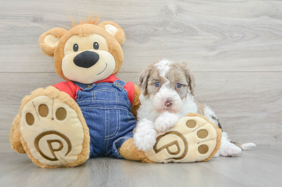 5 week old Mini Sheepadoodle Puppy For Sale - Lone Star Pups