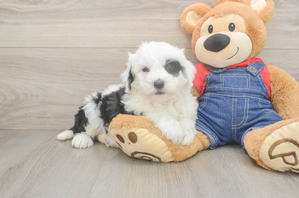 6 week old Mini Sheepadoodle Puppy For Sale - Lone Star Pups