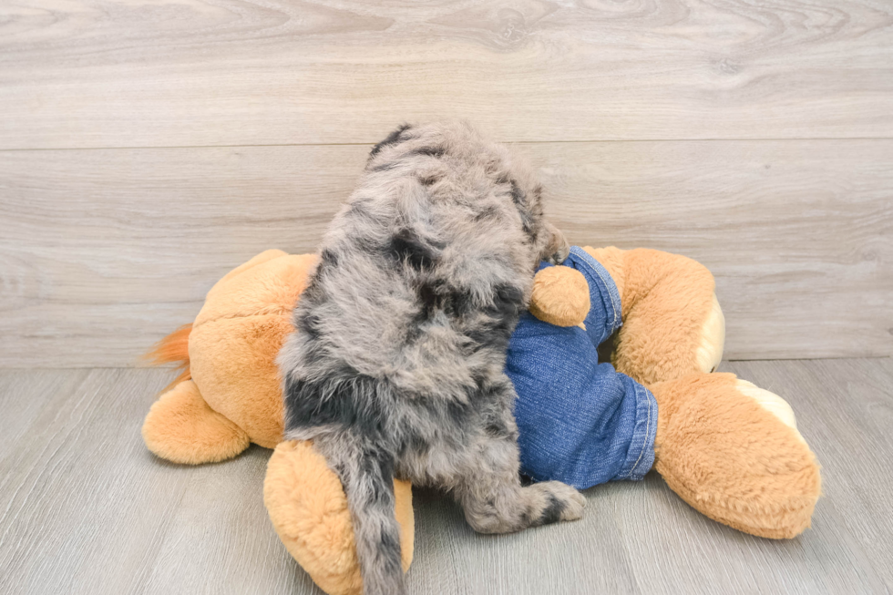 Mini Sheepadoodle Puppy for Adoption