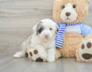 7 week old Mini Sheepadoodle Puppy For Sale - Lone Star Pups