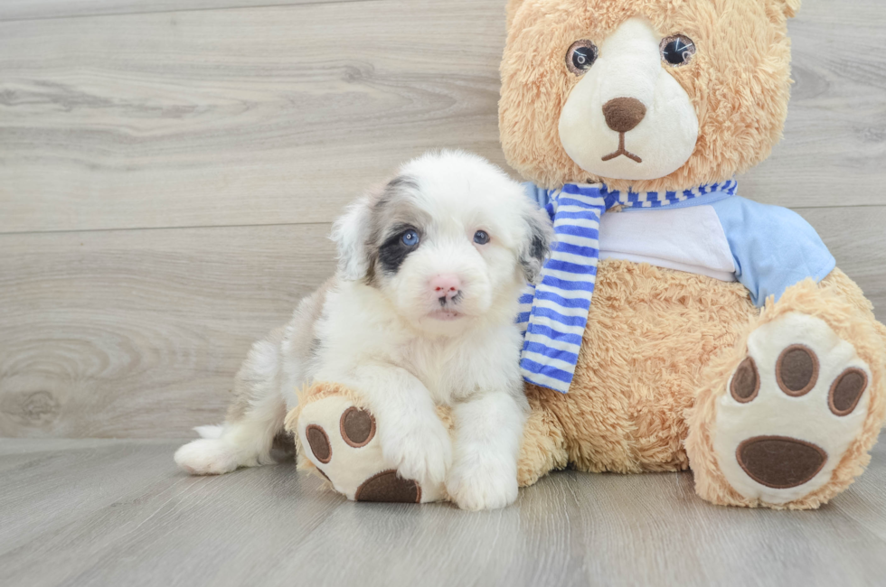 7 week old Mini Sheepadoodle Puppy For Sale - Lone Star Pups