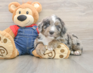 6 week old Mini Sheepadoodle Puppy For Sale - Lone Star Pups