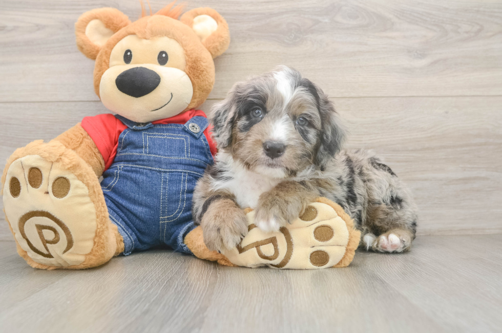 6 week old Mini Sheepadoodle Puppy For Sale - Lone Star Pups