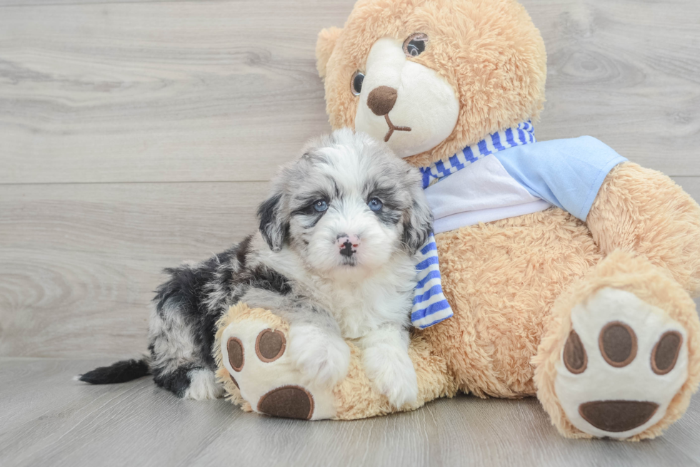 Funny Mini Sheepadoodle Poodle Mix Pup