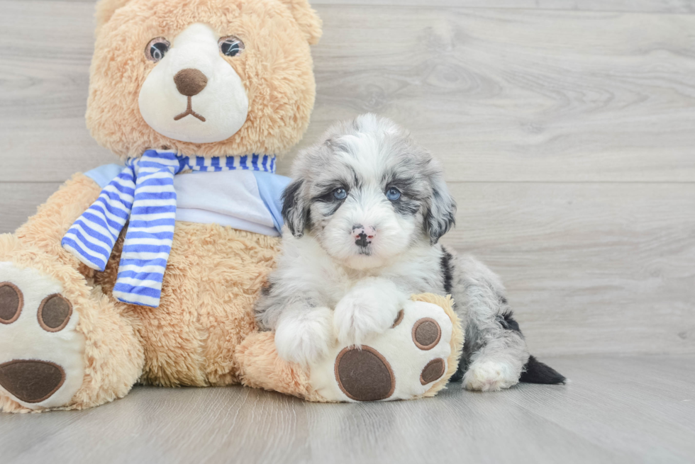 Playful Sheep Dog Poodle Mix Puppy