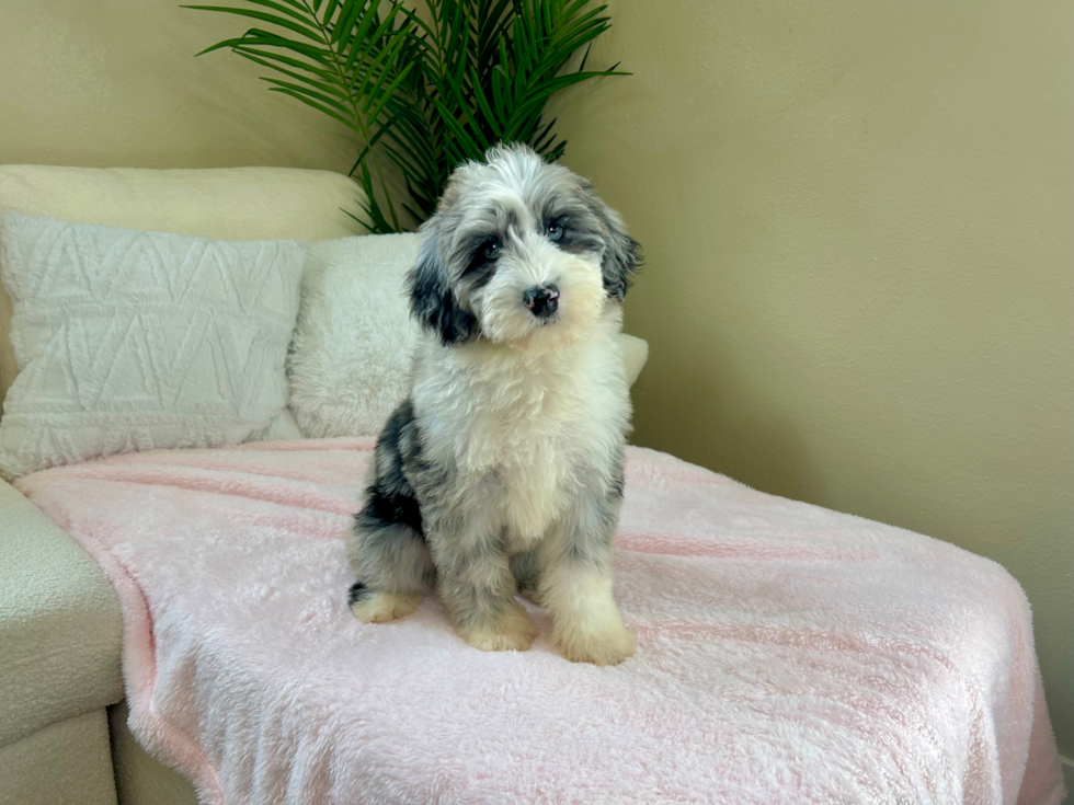 Cute Sheep Dog Poodle Mix Puppy