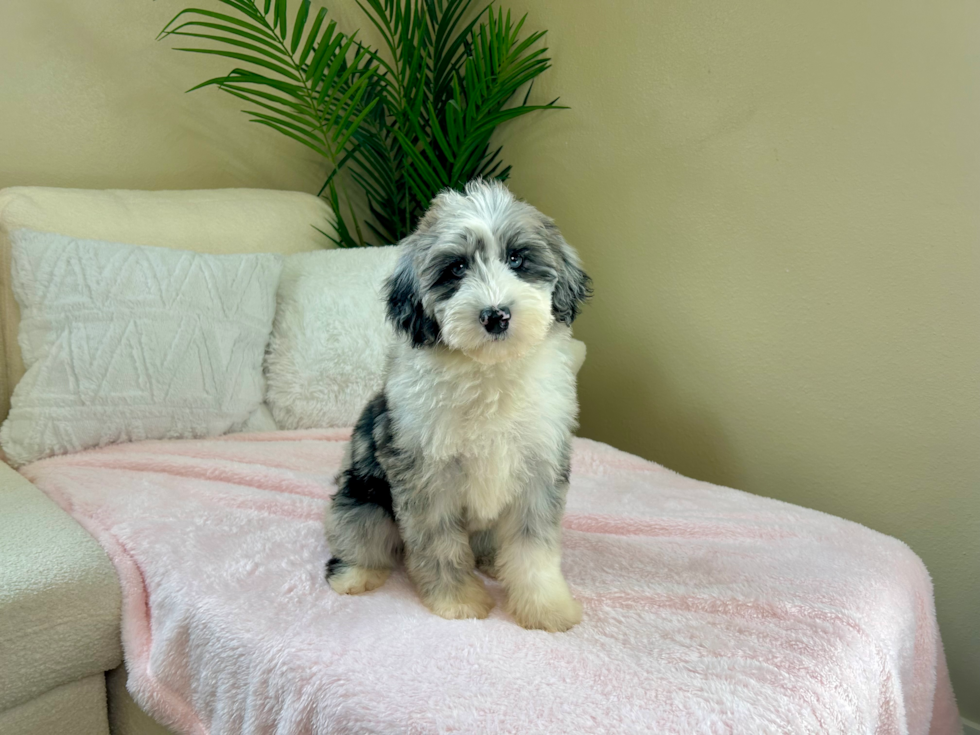 Cute Mini Sheepadoodle Baby