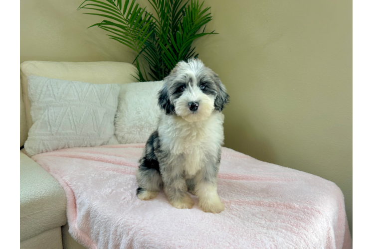 Mini Sheepadoodle Puppy for Adoption