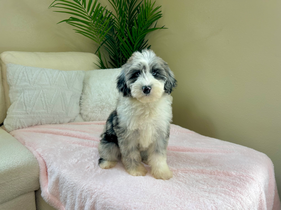 Mini Sheepadoodle Puppy for Adoption