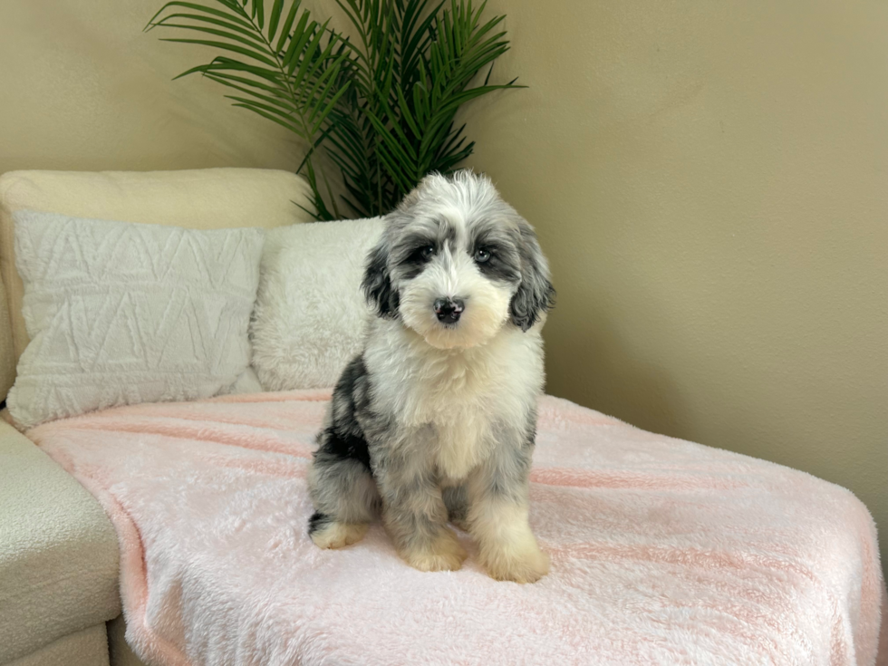 Cute Mini Sheepadoodle Baby